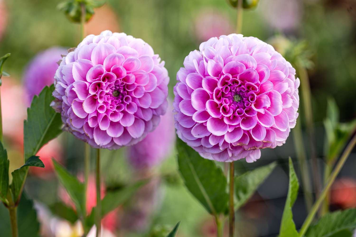 Dahlia 'Stolze Von Berlin'